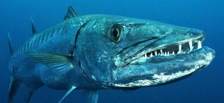 🐟 Барракуда — подводная торпеда с зубами

Барракуду часто называют «тигром моря», но это мягко сказ
