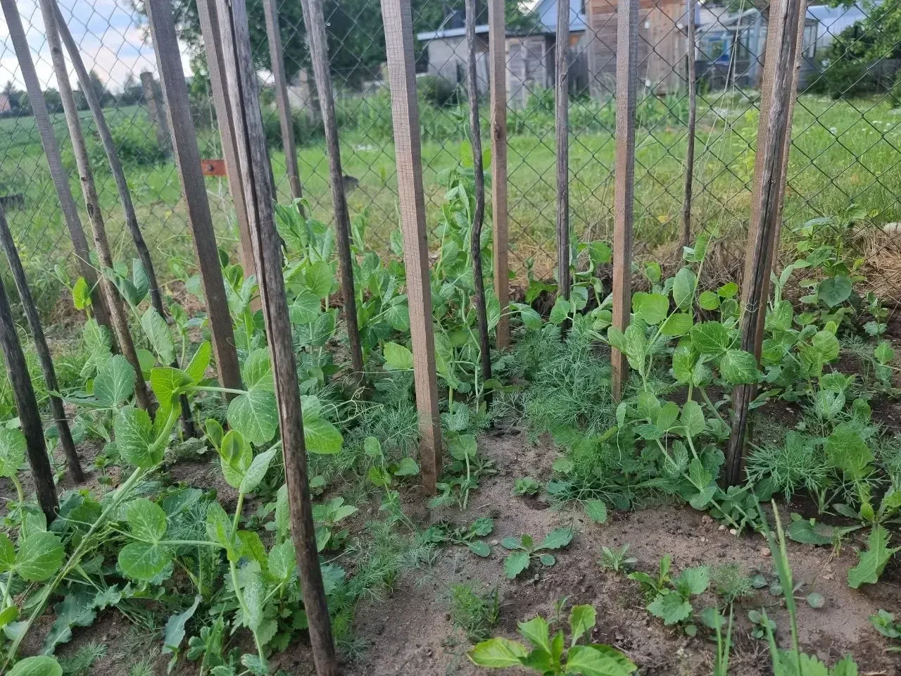 🚜🌱 Хотите увеличить урожай и избежать ошибок? Ознакомьтесь с главными правилами "плохого соседства