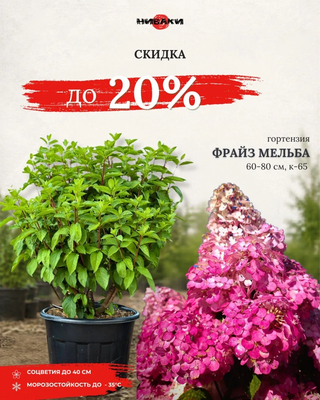 🌸 Гортензии со скидкой до 20% — успейте пока не разобрали!

Специальное предложение от питомника Ни