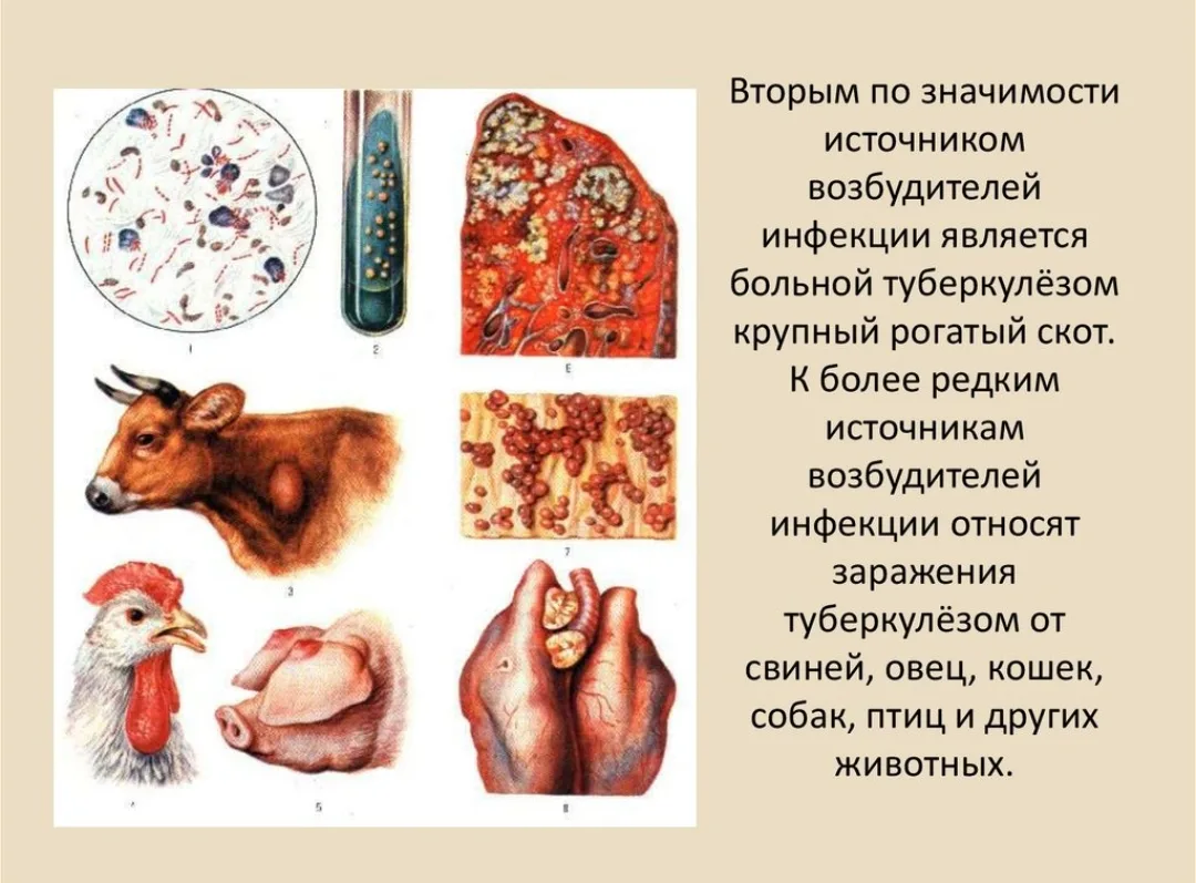 ❗Туберкулёз 
Туберкулёз у животных — это серьёзное заболевание, вызванное бактерией Mycobacterium bo