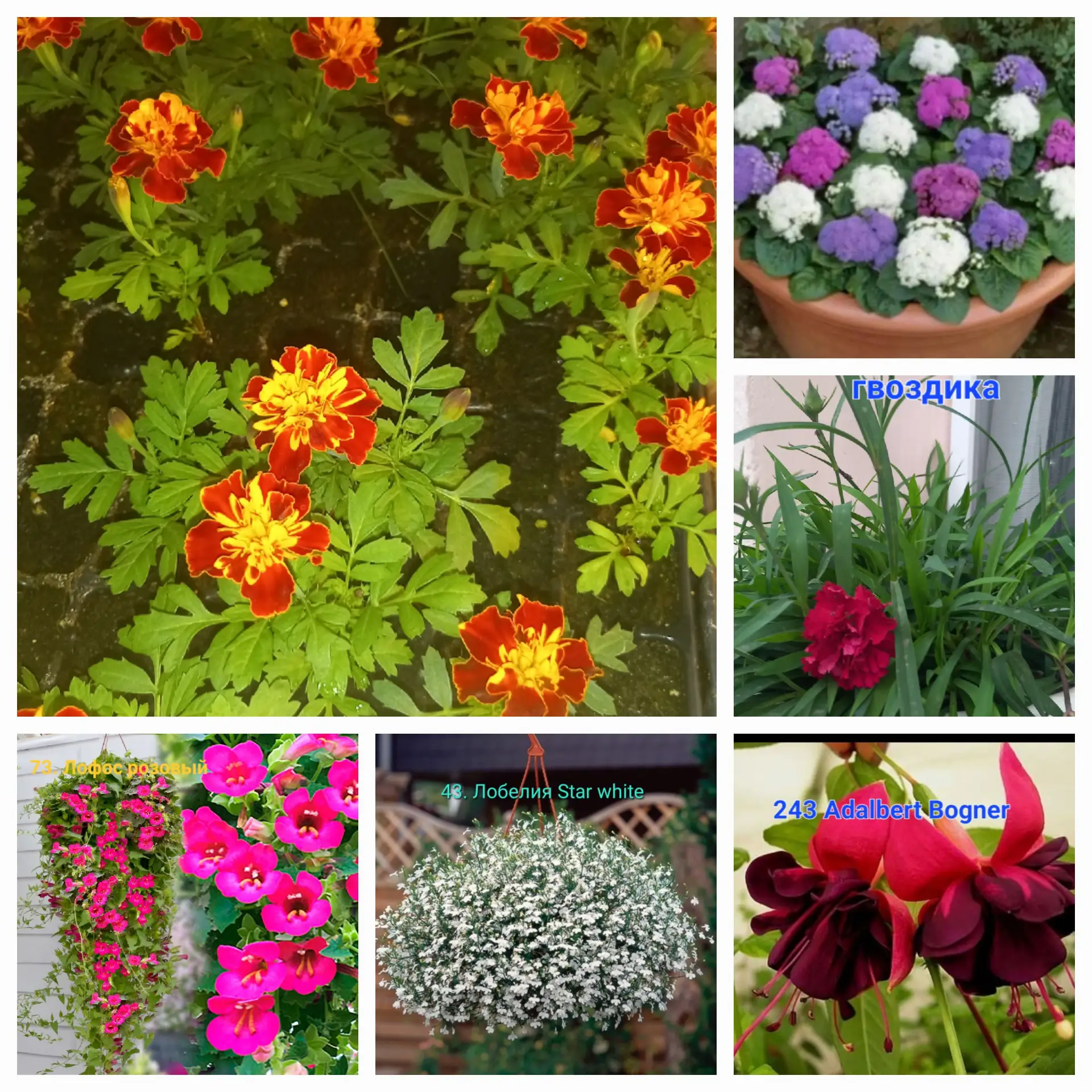 Украшай свой сад красиво 💐 в наличии бархатцы, агератум, лобелия, лофос, вербены, хризантемы, гвозд