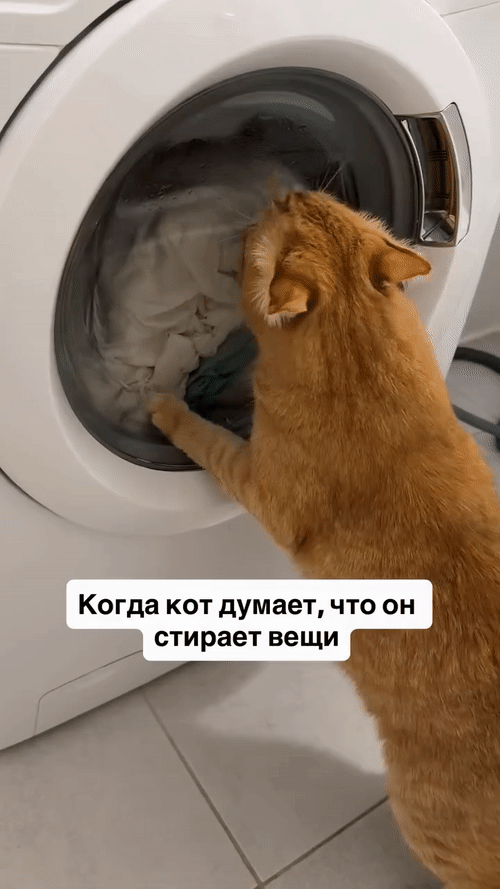 Добрый Мурзик 😻