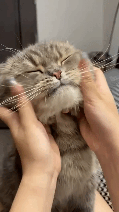 😻     😻     😻     😻     😻     😻
