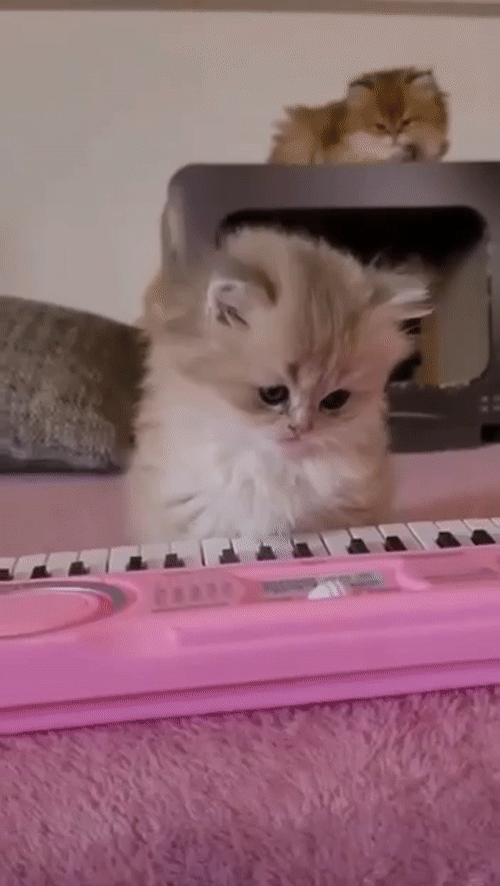 ПЕРВОЕ ЗАНЯТИЕ 😻 🎹