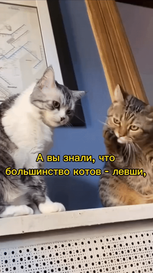 Добрый Мурзик 😻