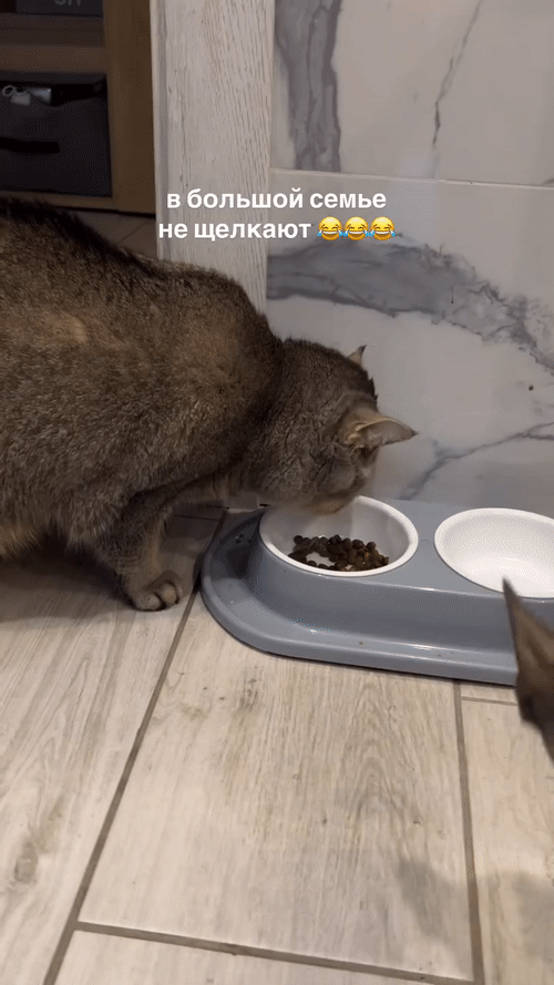 Добрый Мурзик 😻