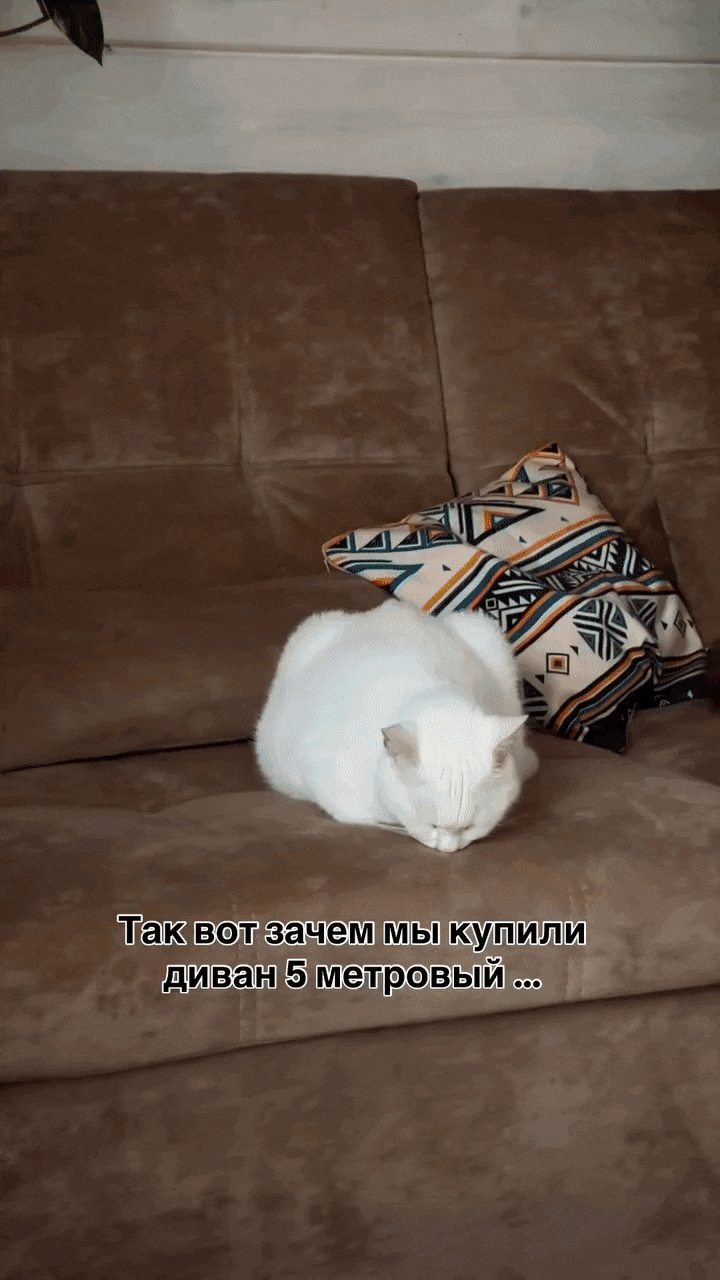 Добрый Мурзик 😻