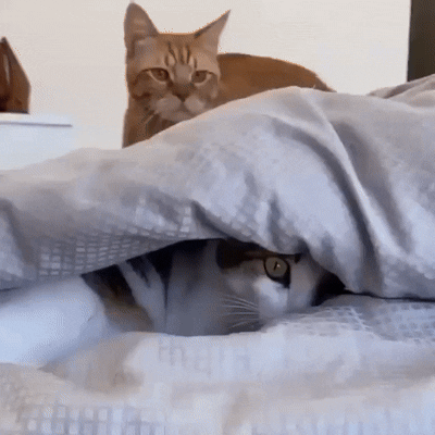 ХОТЬ БЫ НЕ ЗАМЕТИЛ...😺