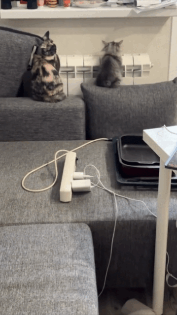 😻    😻    😻    😻    😻