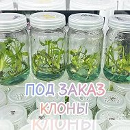 МИКРОКЛОНЫ ЗЕЛЕНИ ИЗ КИТАЯ