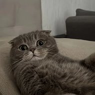 Кот Бублик | Официальный вестник кошачьего эгоизма