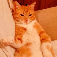 🐾 Беличья истерика, кот одобрил 🐈
