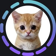 КОТЯТА ПОЯСНЯЮТ