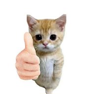 Котята поясняют