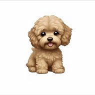 Мальтипу maltipoo_puppy_live