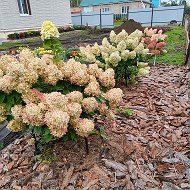 Ирина и Наталья flower's