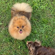 ❤️Шпиц Маруся, Арчи и То❤️🐶🐶🐶