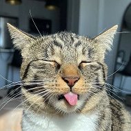 Кот Семёныч | Юмор 😺