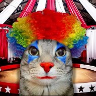 Завоз мемов🤡