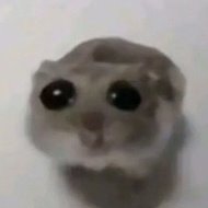 Шаблоны для мемов
