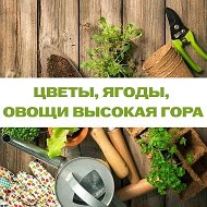 ЦВЕТЫ, ЯГОДЫ, ОВОЩИ Высокая гора