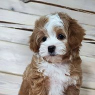 Malti_pushka ❤ щенки мальтипу
