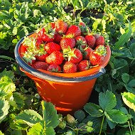 Клубника Новые Высли 🍓