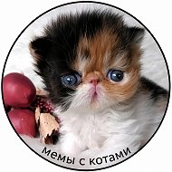 Мемы с котами