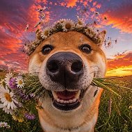 Сиба-ину | Shiba Inu