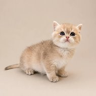 Котик Пушок 🐈