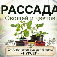 Рассада Братск