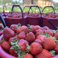 Клубничный_сезон 38 🍓