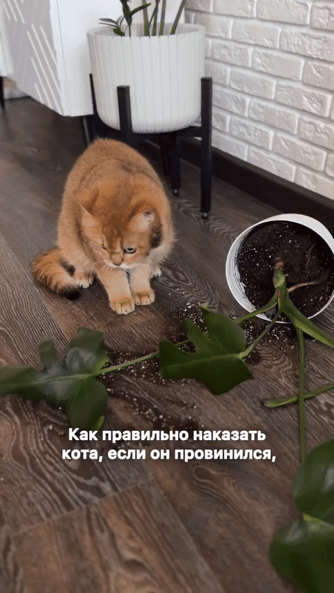 Добрый Мурзик 😻
