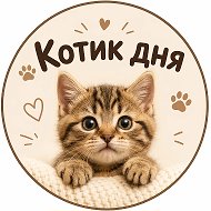 Котик дня