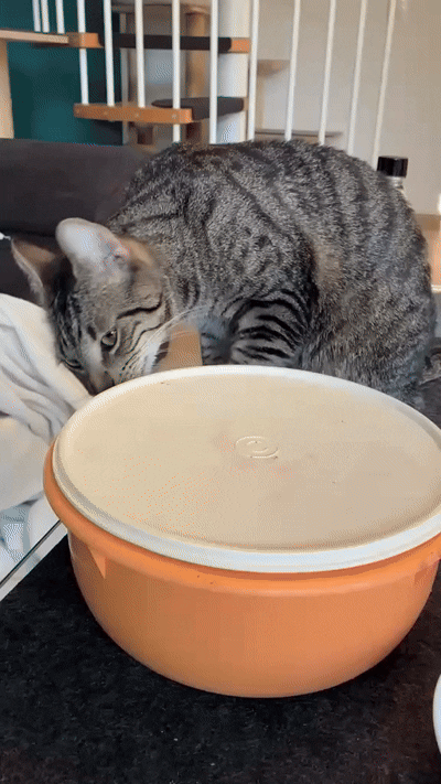 АГА , СПРЯТАЛИ ОНИ ОТ МЕНЯ ЧЕРЕШЕНКУ...😺

Добрый Мурзик 😻