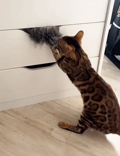 — Какой прекрасный мех! Мексиканский тушкан! Нет! Это... шанхайский барс! 😺