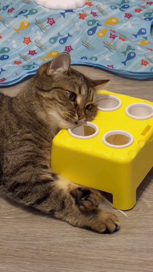 ЕРУНДА , А НЕ ИГРУШКА...СЕЙЧАС БЫ ПАКЕТОМ ПОШУРШАТЬ...😺
