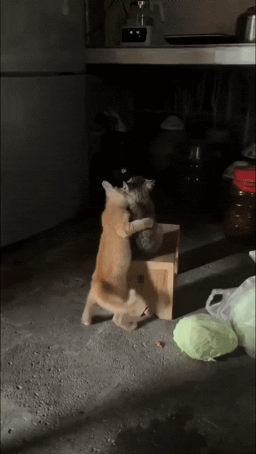 СЕКРЕТНИЧАЮТ 😺
