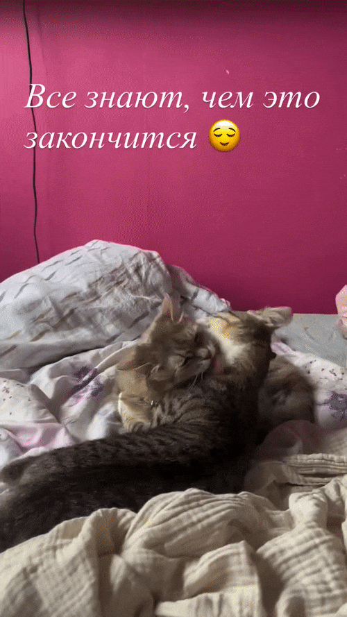 Добрый Мурзик 😻