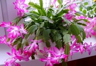 Фото