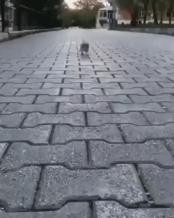 😻      😻      😻      😻      😻      😻      😻