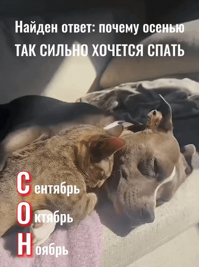 Добрый Мурзик 😻
