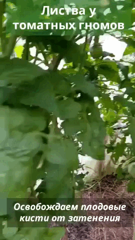 🍅 Избыточный рост листвы у томатных гномов — это проблема, которую я всегда держу под ...