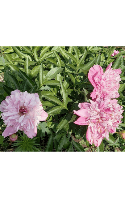 🌺🌺🌺Создаём комфортную и красивую среду для себя.