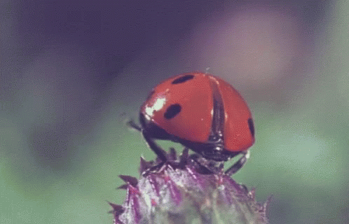🐞 Сегодня — День божьих коровок!

Это, пожалуй, единственное насекомое, которое вызывает исключител