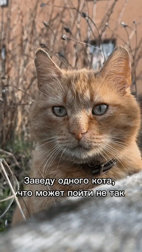 Добрый Мурзик 😻