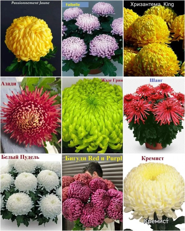Фото