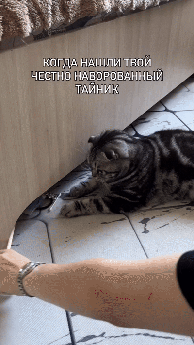 Добрый Мурзик 😻
