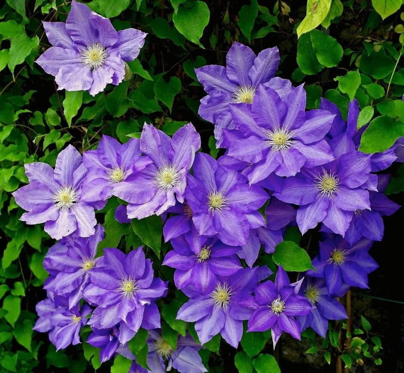 Фото