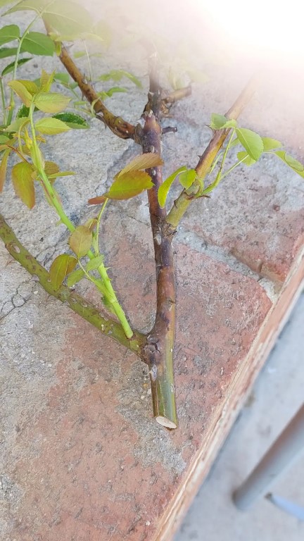 Фото
